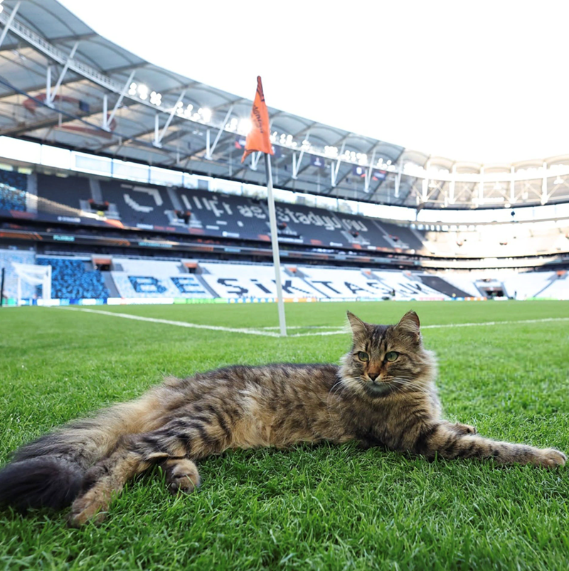 as Stadyum BESIKTAS