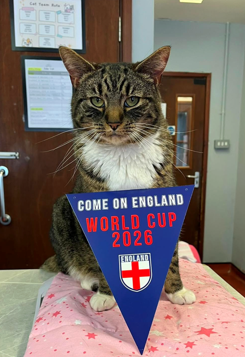 Cat Team Reta COME ON ENGLAND WORLD CUP 2026 ENGLAND H
