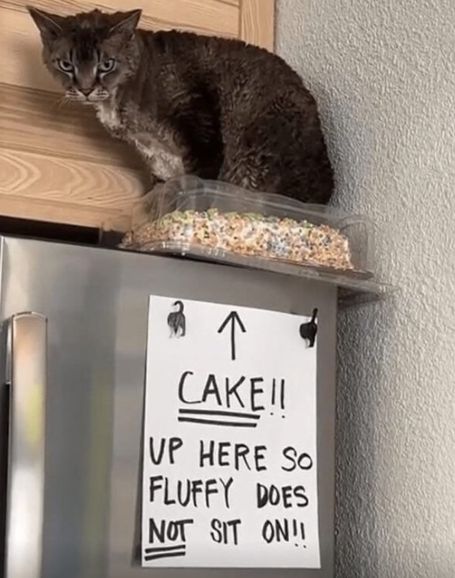 两个 ↑ CAKE!! UP HERE SO FLUFFY DOES NOT SIT ON!!