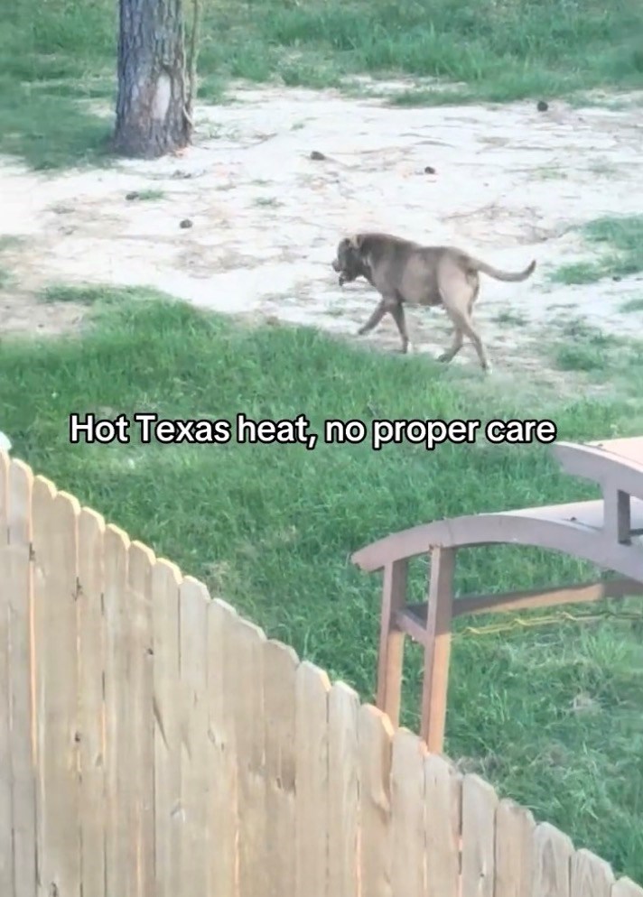 Hot Texas heat, no proper care