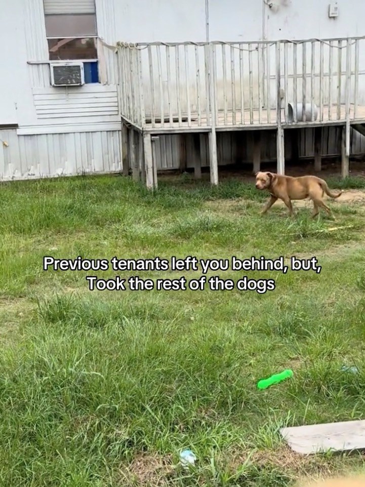 Previous tenants left you behind, but, Took the rest of the dogs