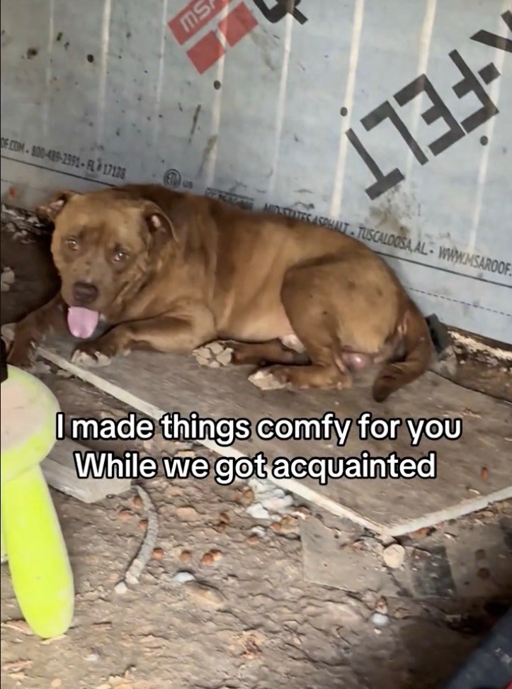 OF.COM-800-489-2391-FL17138 ms 173 RECIO MID-STATIC ASPHALT TUSCALOOSA AL- WWW.MSAROOF I made things comfy for you While we got acquainted