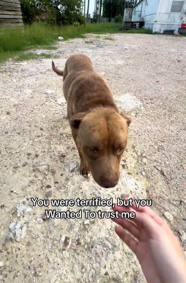 You were terrified, but you Wanted To trust me