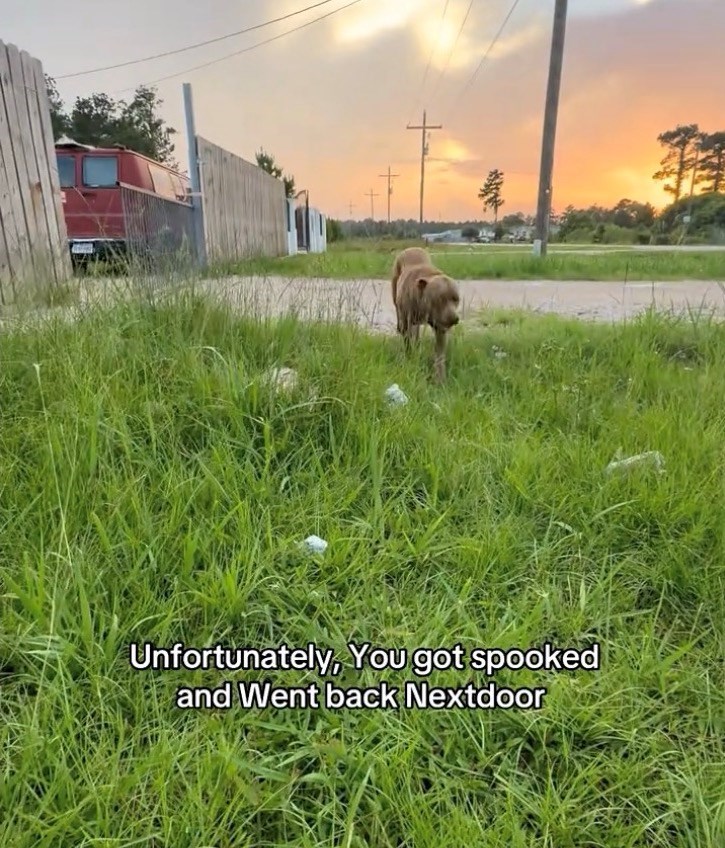 Unfortunately, You got spooked and Went back Nextdoor