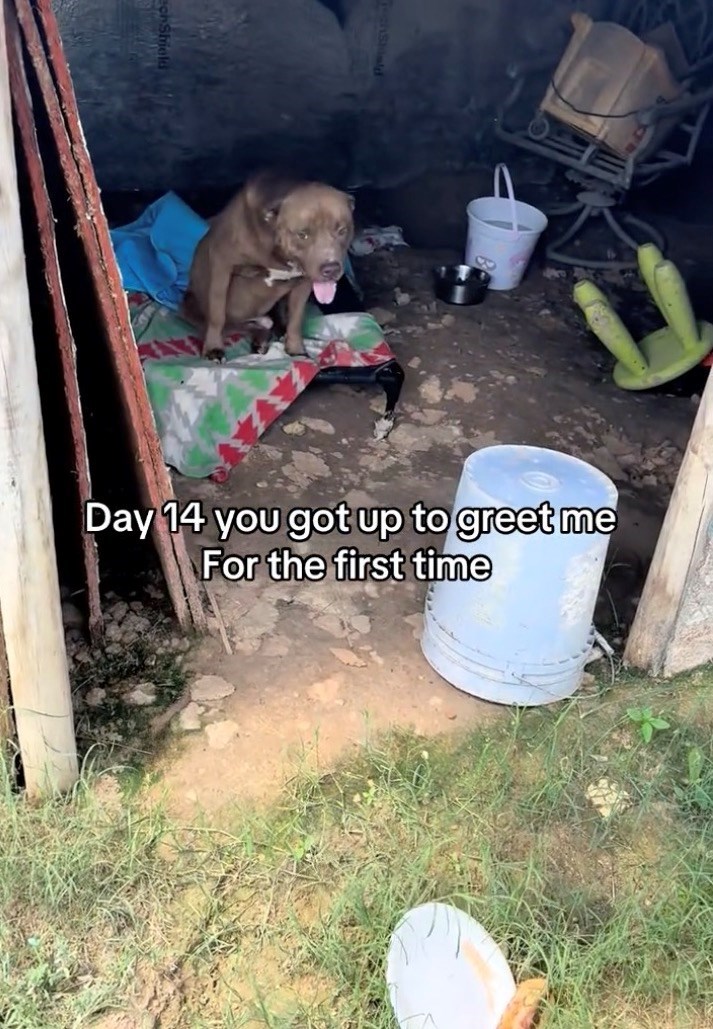 Day 14 you got up to greet me For the first time
