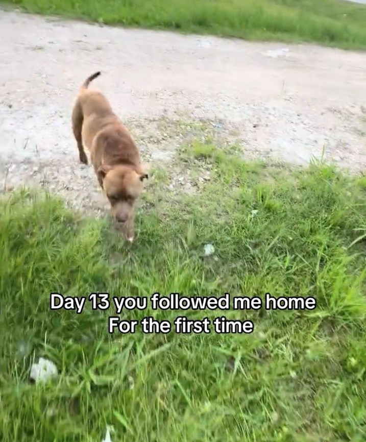 Day 13 you followed me home For the first time