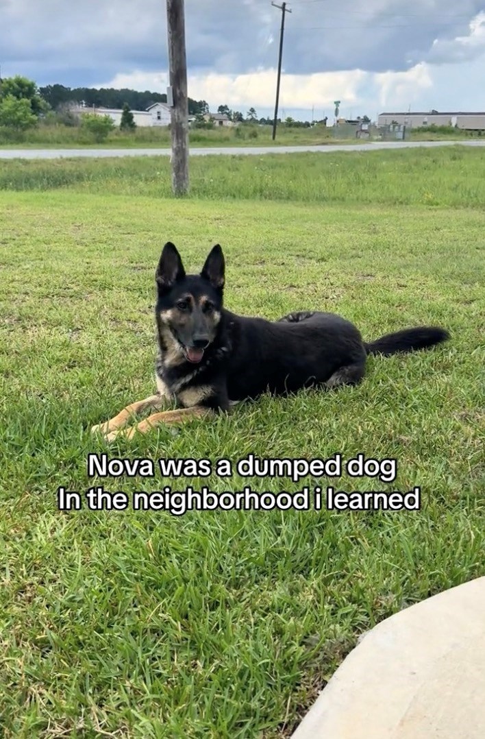 Nova was a dumped dog In the neighborhood i learned
