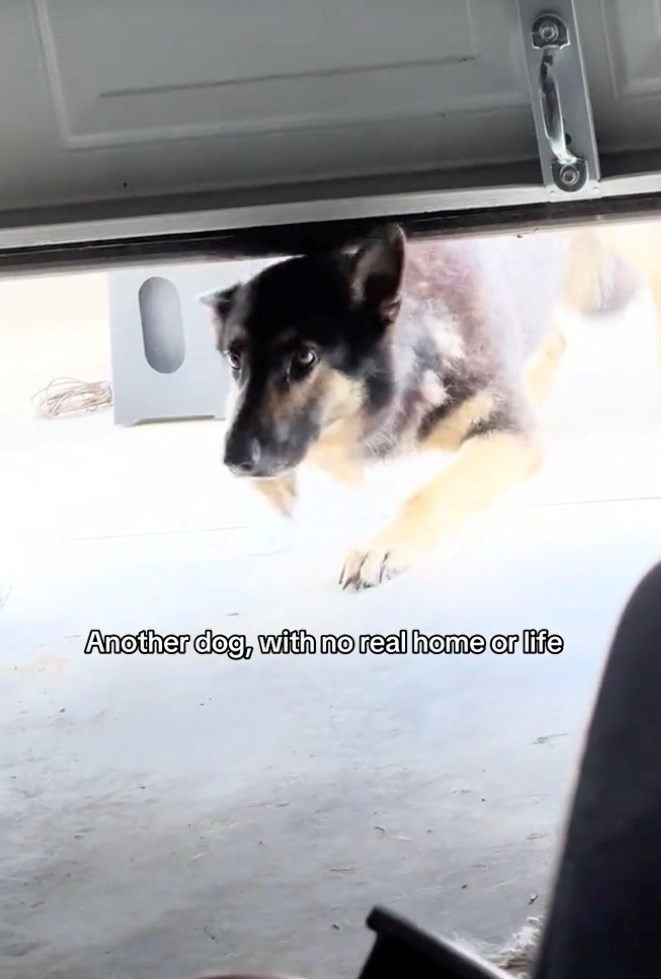 Another dog, with no real home or life