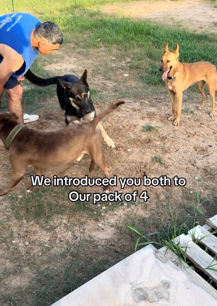X- We introduced you both to Our pack of 4