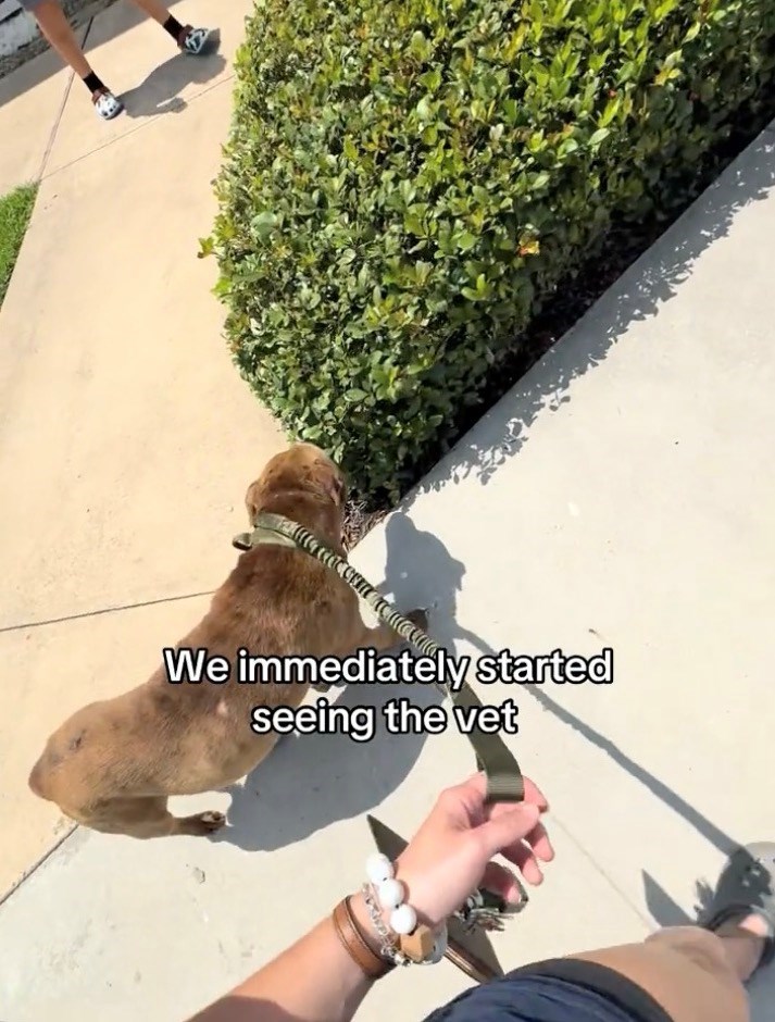 We immediately started seeing the vet