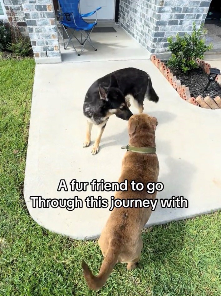 A fur friend to go Through this journey with