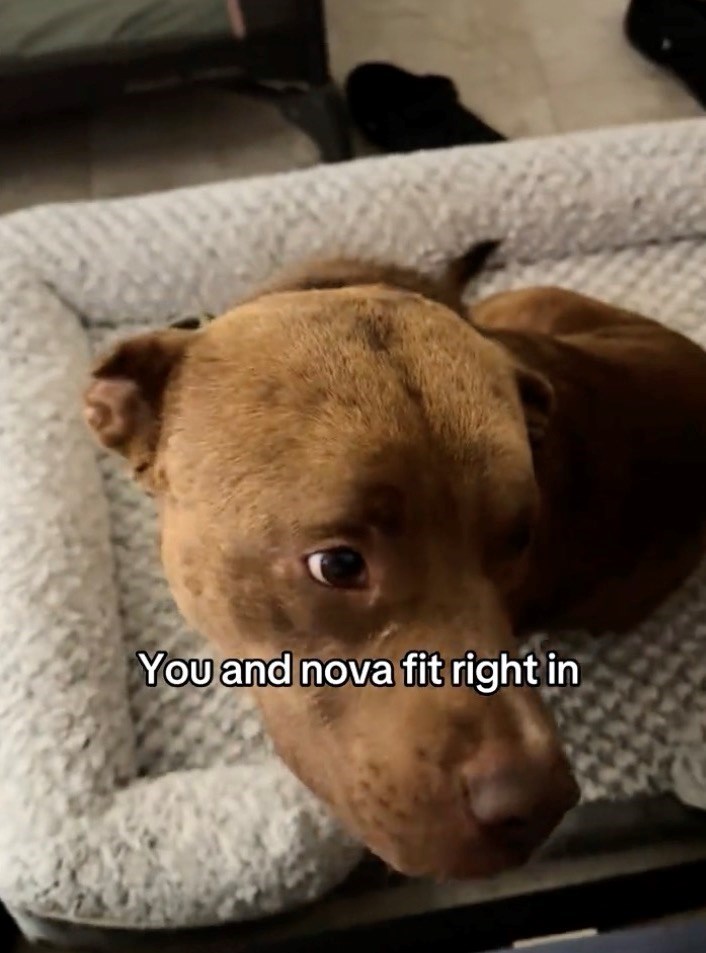 You and nova fit right in