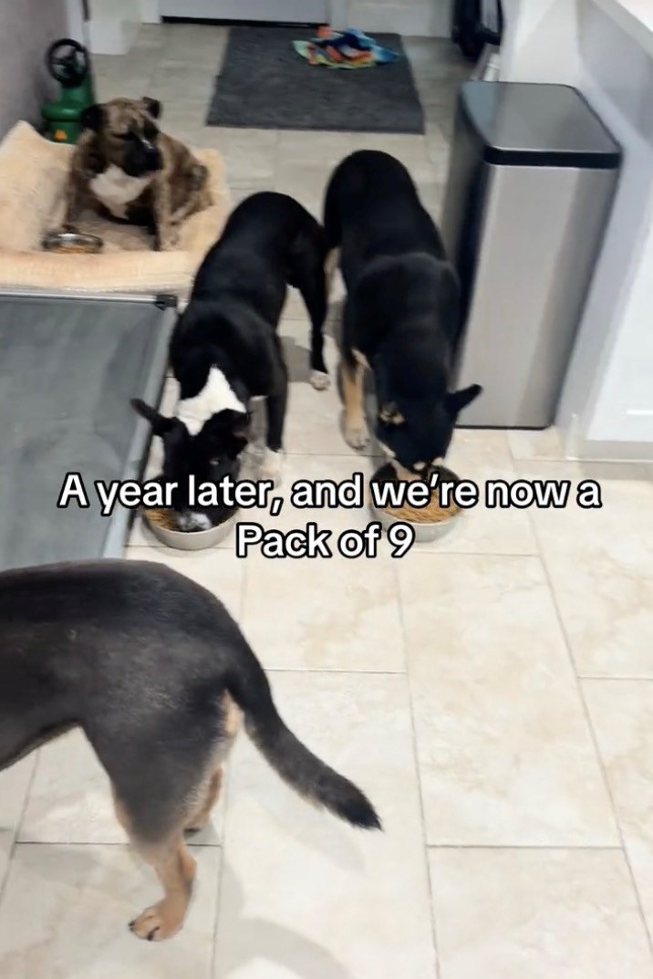 A year later, and we're now a Pack of 9