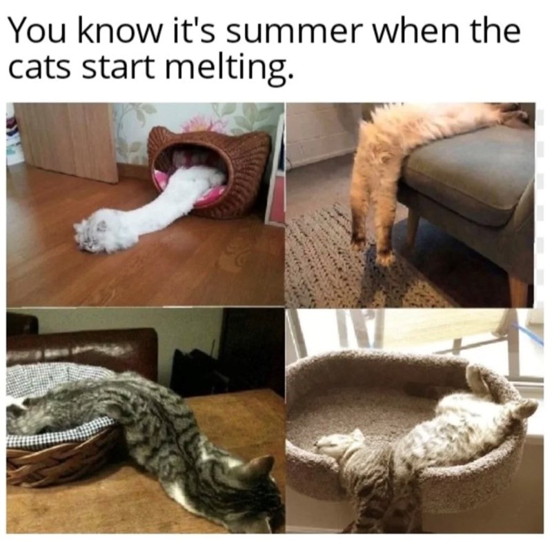 You know it's summer when the cats start melting.