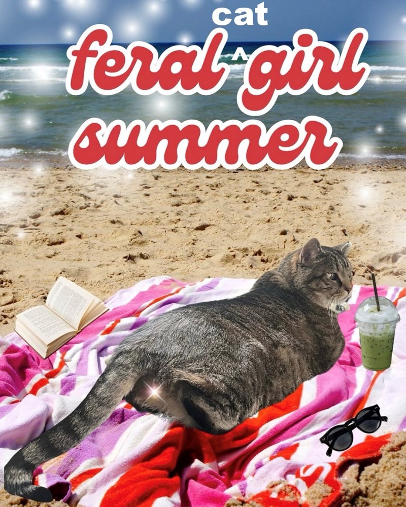 cat feral girl summer