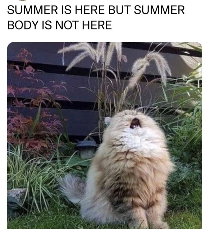 SUMMER IS HERE BUT SUMMER BODY IS NOT HERE