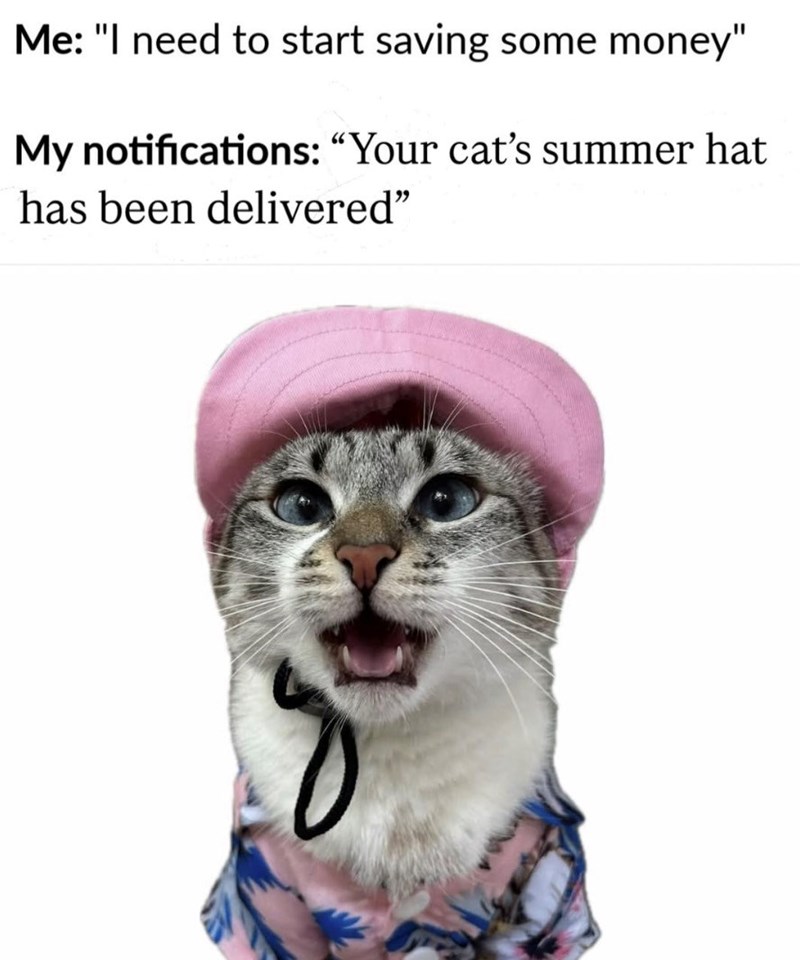 Me: "I need to start saving some money" My notifications: "Your cat's summer hat has been delivered"
