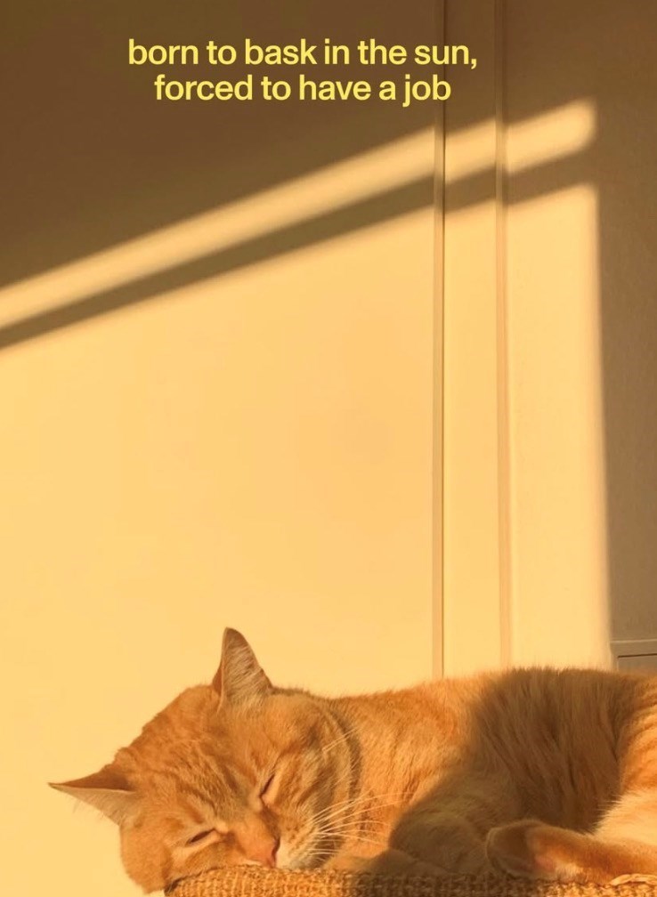born to bask in the sun, forced to have a job