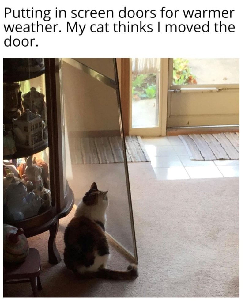 Putting in screen doors for warmer weather. My cat thinks I moved the door.