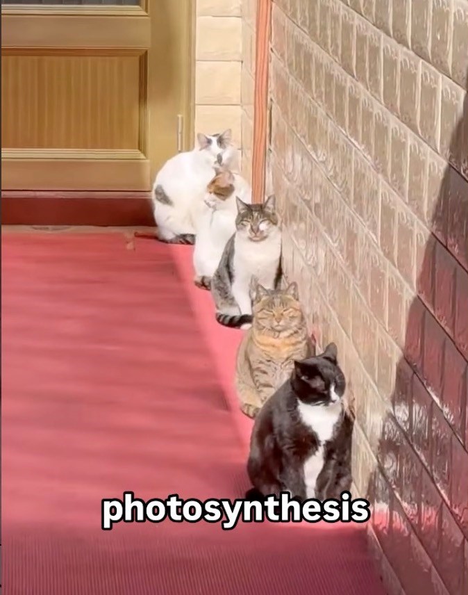 photosynthesis