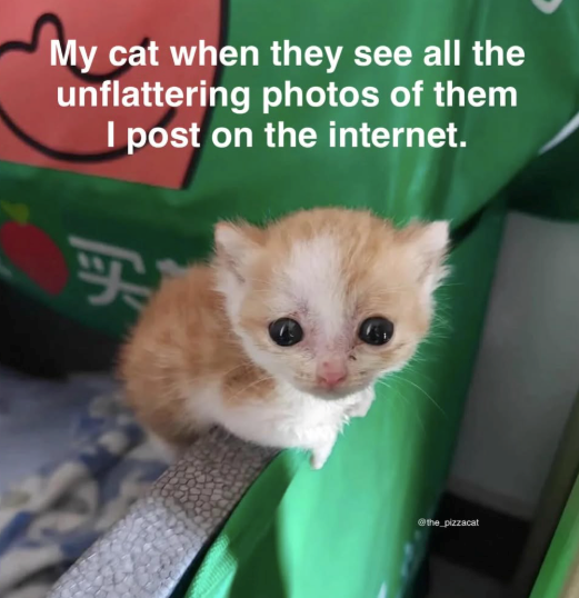 My cat when they see all the unflattering photos of them I post on the internet. 买 @the_pizzacat