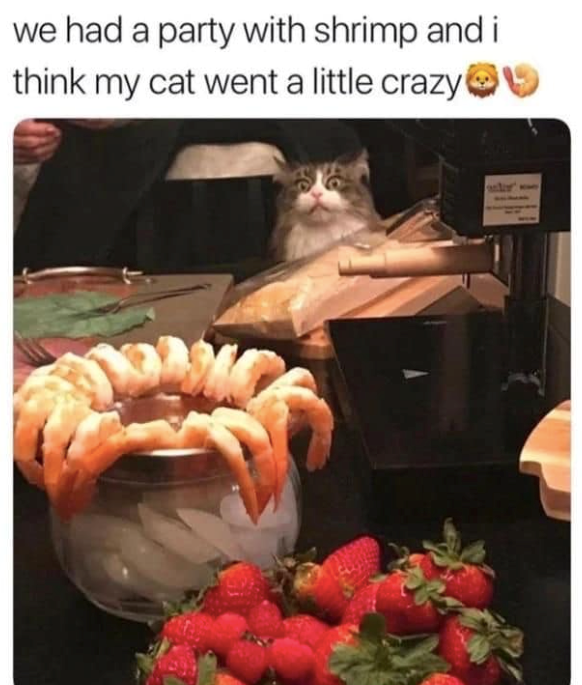 we had a party with shrimp and i think my cat went a little crazy