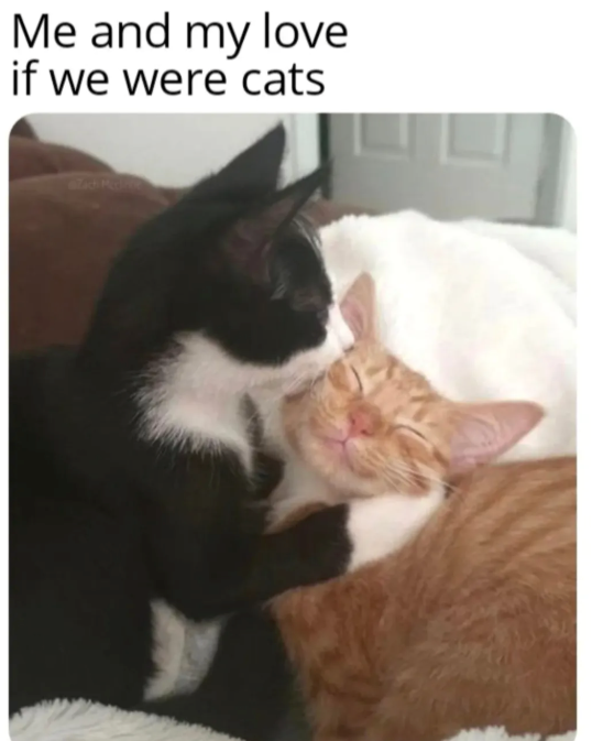 Me and my love if we were cats Zach Medica