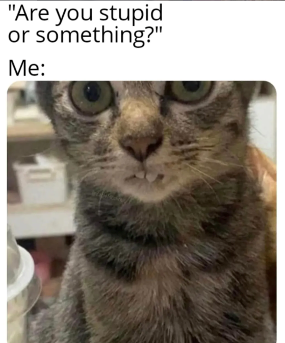 "Are you stupid or something?" Me: