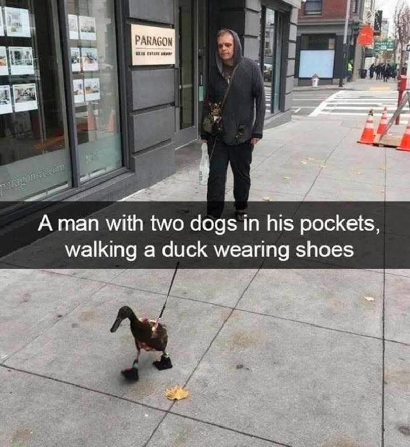 PARAGON BESTATE GE paragon-recom A man with two dogs in his pockets, walking a duck wearing shoes