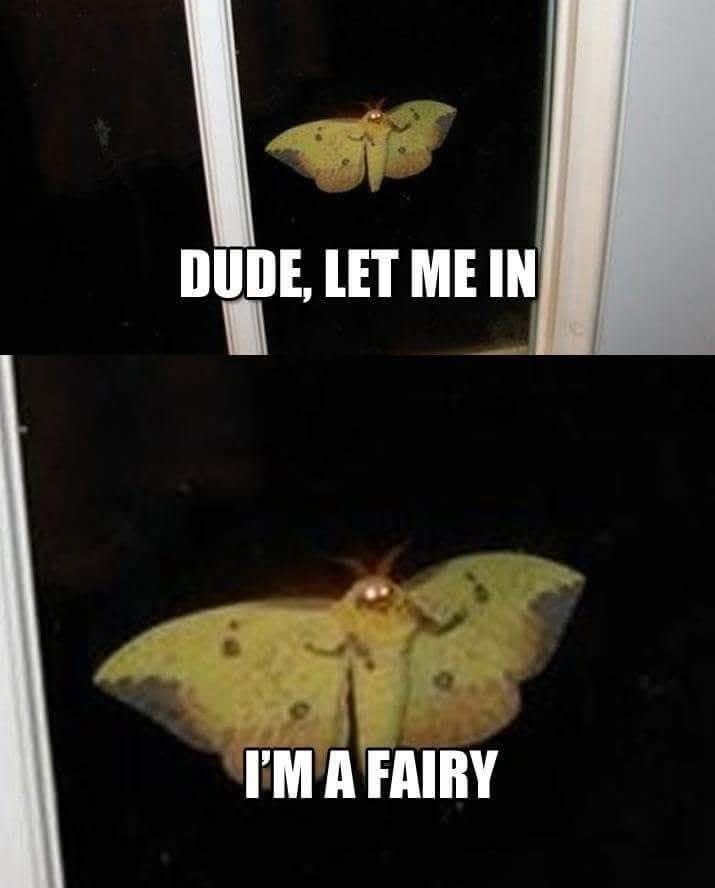 DUDE, LET ME IN I'M A FAIRY