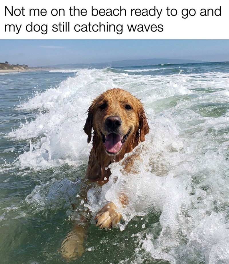 Not me on the beach ready to go my dog still catching waves and
