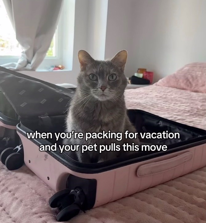when you're packing for vacation and your pet pulls this move