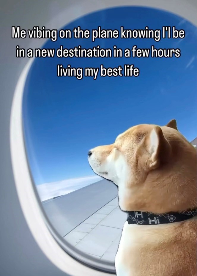 Me vibing on the plane knowing I'l be in a new destination in a few hours living my best life Hi Hi