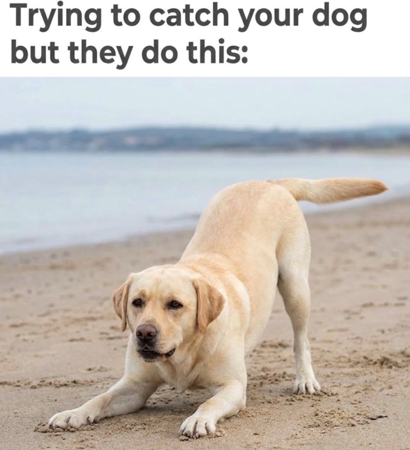 Trying to catch your dog but they do this: