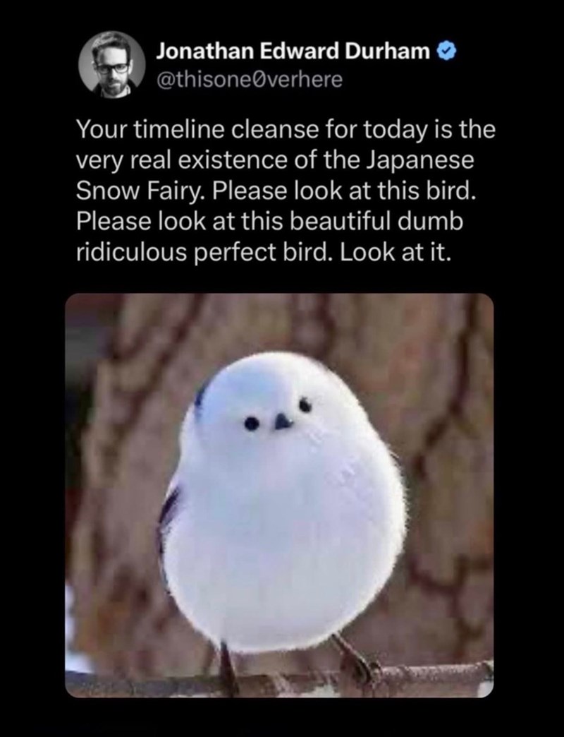 Jonathan Edward Durham @thisone verhere Your timeline cleanse for today is the very real existence of the Japanese Snow Fairy. Please look at this bird. Please look at this beautiful dumb ridiculous perfect bird. Look at it.