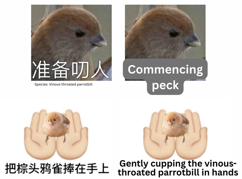 准备叨人 Commencing Species: Vinous-throated parrotbill peck 把棕头鸦雀捧在手上 throated parrotbill in hands Gently cupping the vinous-