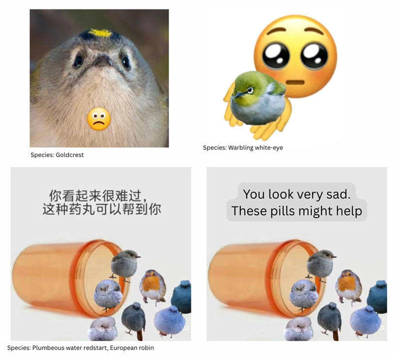 Species: Goldcrest 80 你看起来很难过, 这种药丸可以帮到你 Species: Plumbeous water redstart, European robin Species: Warbling white-eye You look very sad. These pills might help