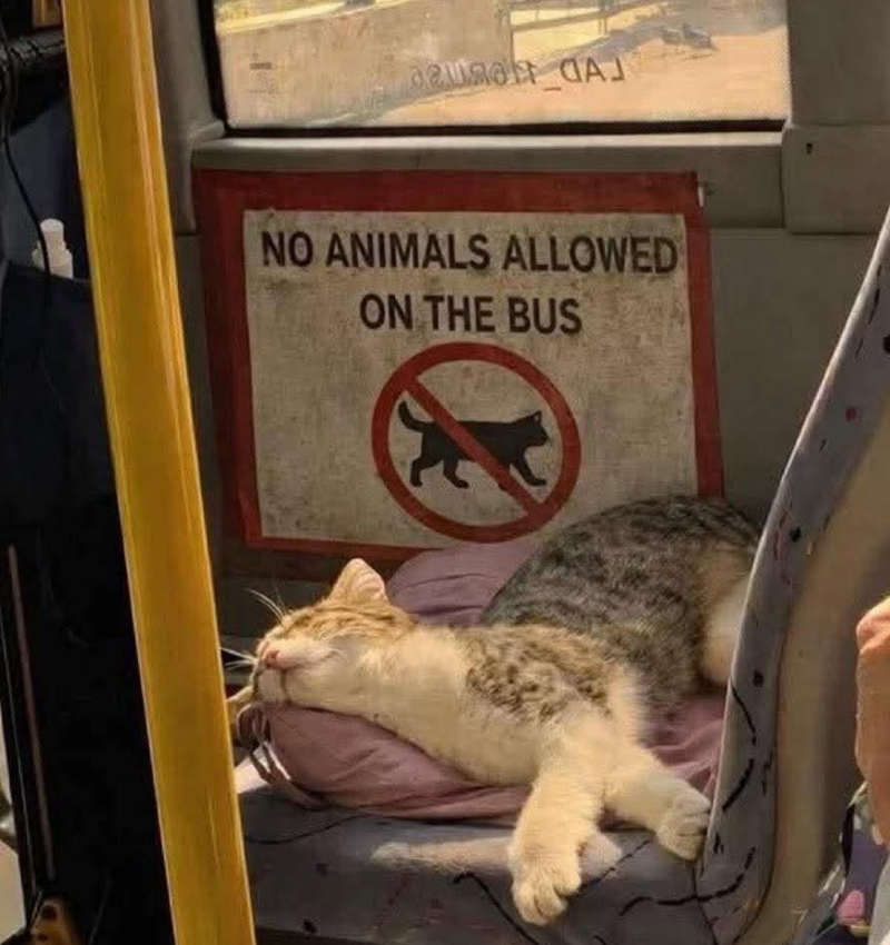 aqua CAJ NO ANIMALS ALLOWED ON THE BUS