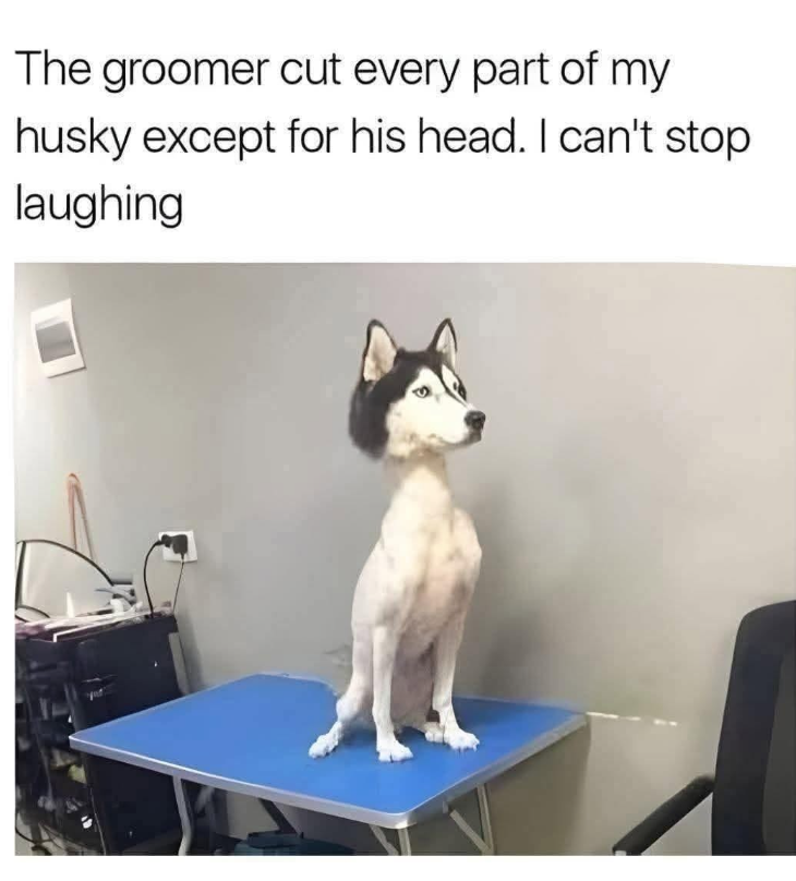 The groomer cut every part of my husky except for his head. I can't stop laughing