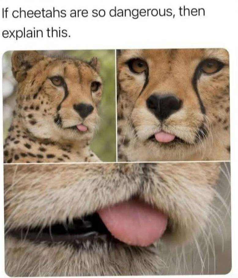 If cheetahs are so dangerous, then explain this.
