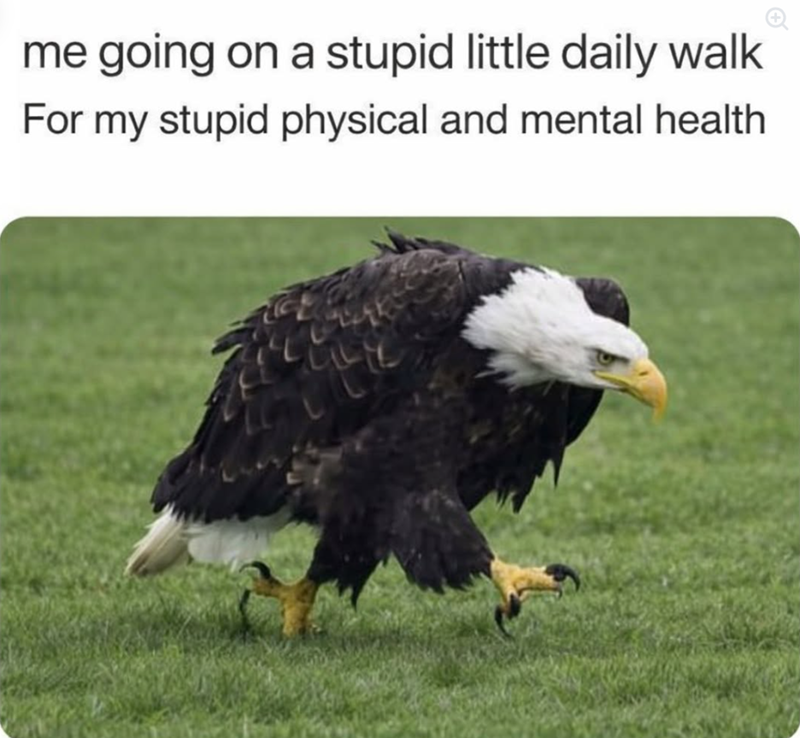 me going on a stupid little daily walk For my stupid physical and mental health