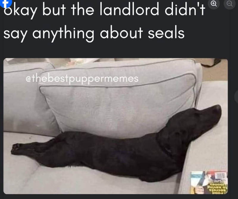 bkay but the landlord didn't say anything about seals ethebestpuppermemes + Kovou PULARS OF Doo