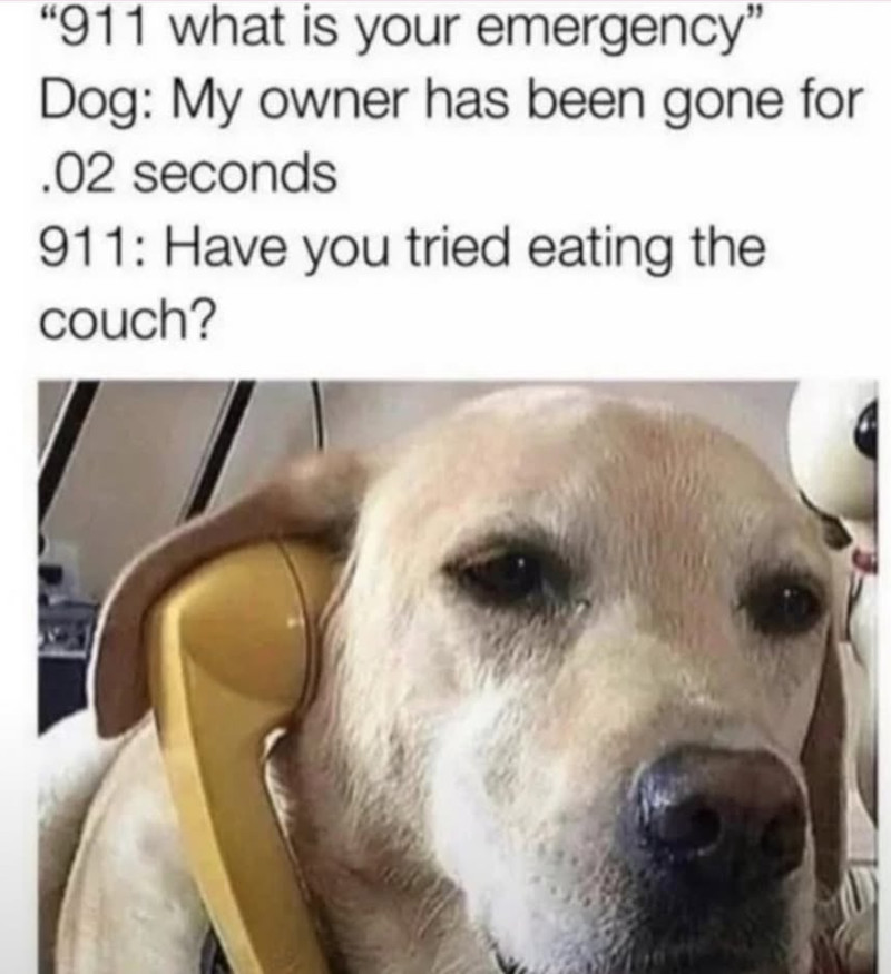 "911 what is your emergency" Dog: My owner has been gone for .02 seconds 911: Have you tried eating the couch?