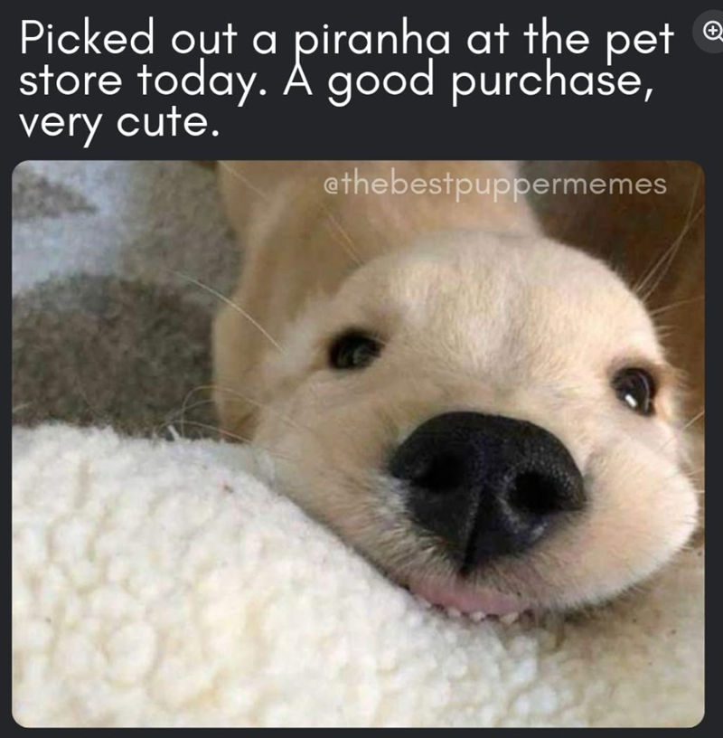 Picked out a piranha at the pet store today. A good purchase, very cute. ethebestpuppermemes +