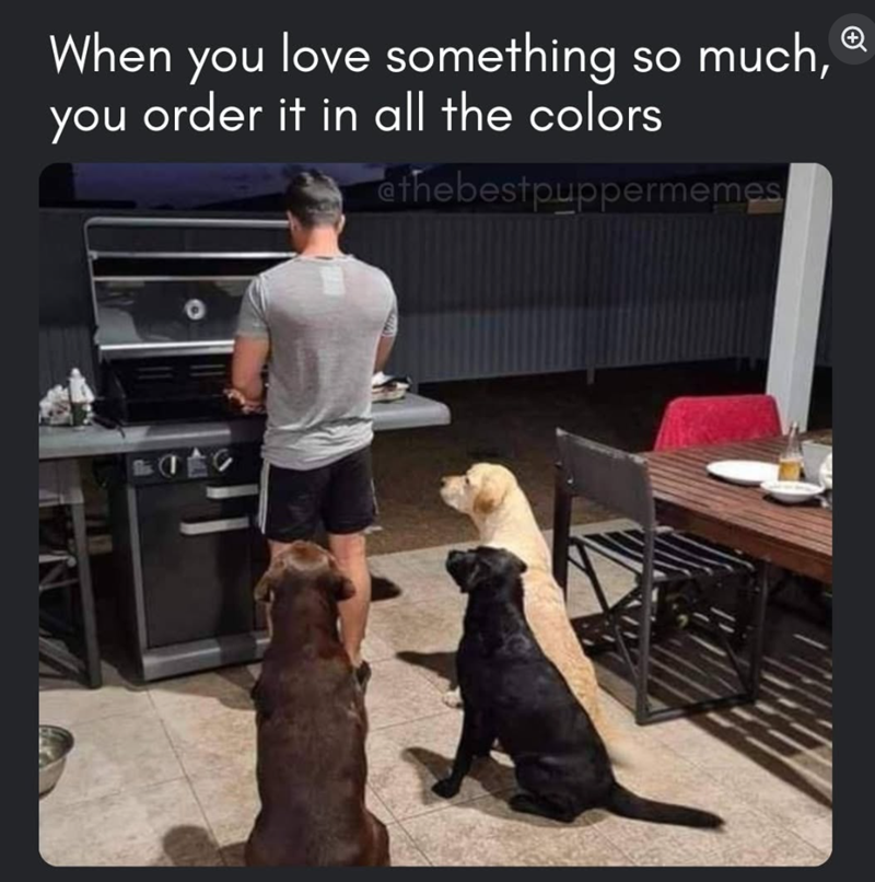 When you love something so much, you order it in all the colors ethebestpuppermemes