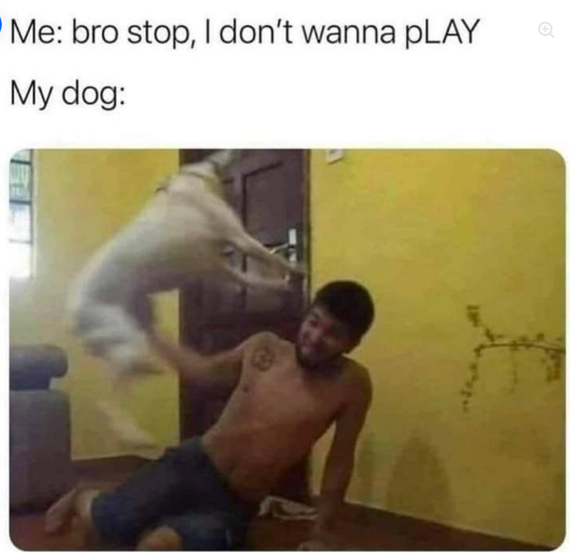 Me: bro stop, I don't wanna pLAY My dog: