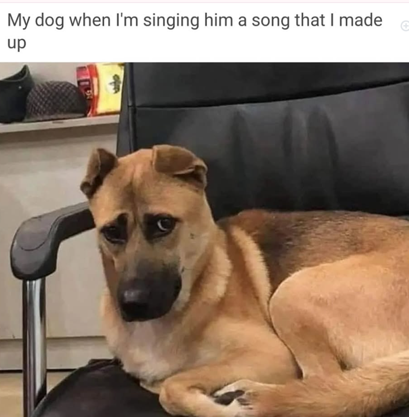 My dog when I'm singing him a song that I made up