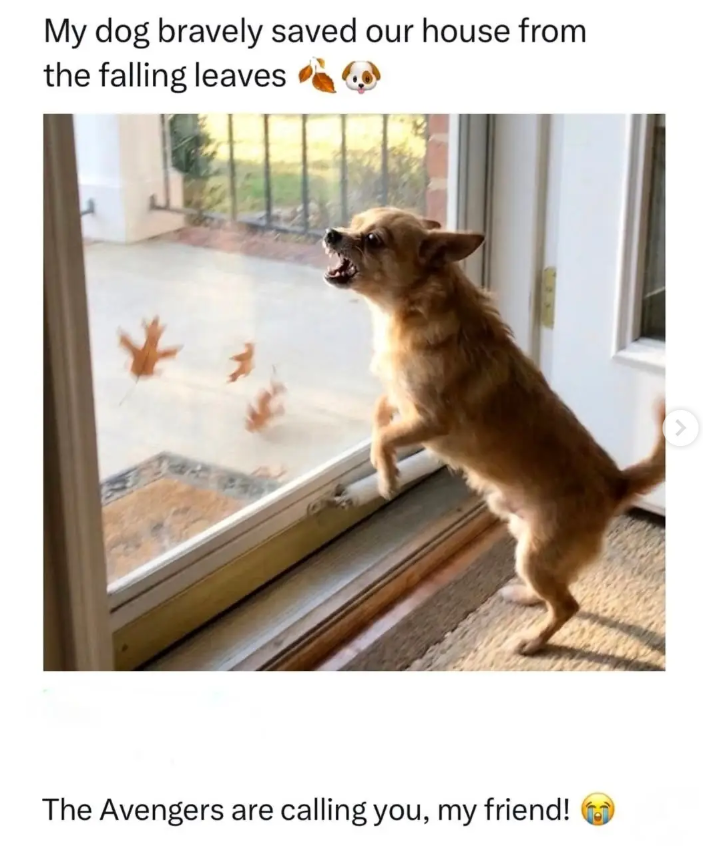 My dog bravely saved our house from the falling leaves The Avengers are calling you, my friend!
