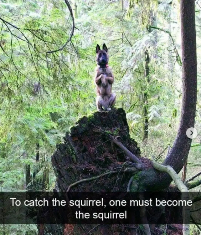 To catch the squirrel, one must become the squirrel