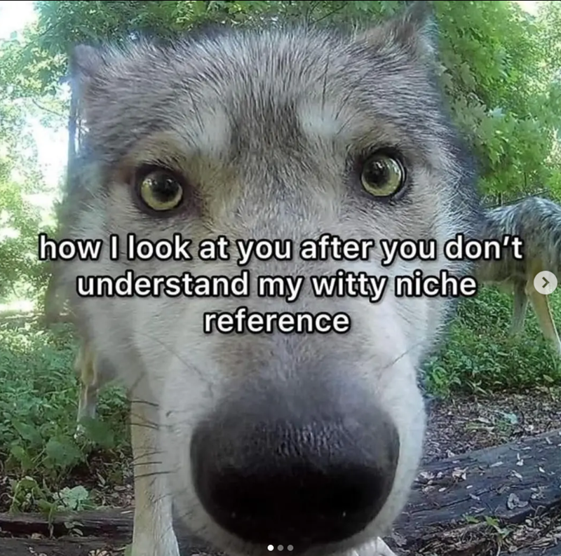 how I look at you after you don't understand my witty niche reference